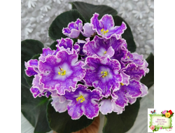 DS-Изюм (Dimetris) 2014 г.