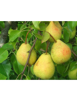 Груша  Велеса (осен.)