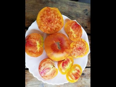 Томат Полосатый Вильямса (Williams Striped)