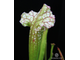 Sarracenia Leucophylla hybrid A