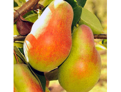 Февральский сувенир (груша), 1-2года, ЗКС