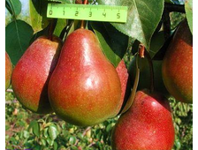 Груша  Ника    зимний   2-х летка