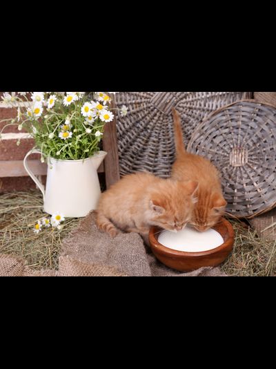 Обогреватель-картина Баган "Котята на сене"