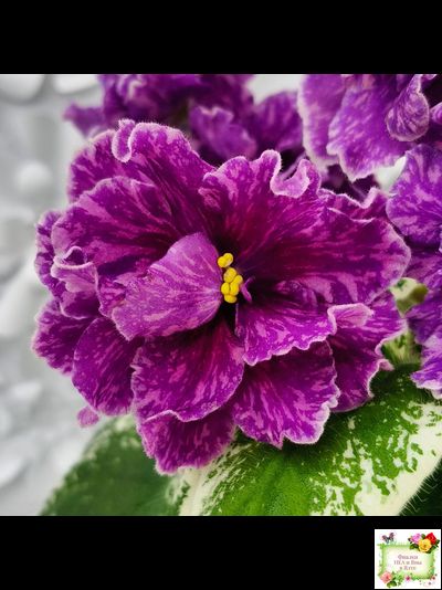 SV-Космические Ежи (С. Суворова) 2021 г.