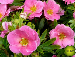 Лапчатка кустарниковая "ПИНК ПАРАДАЙЗ" (Не выгорает! Саженец 2 года)