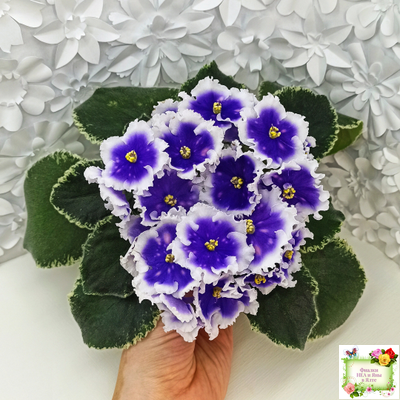 МТ-Магический Фонарик (М. Тотиева) 2023 г.