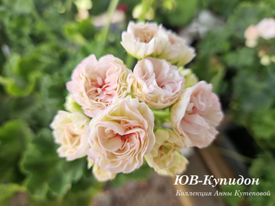 Пеларгония ЮВ_Купидон