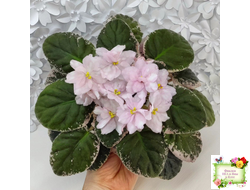 Rivermist Pearls (J. Baker) (10974) 04/13/2018