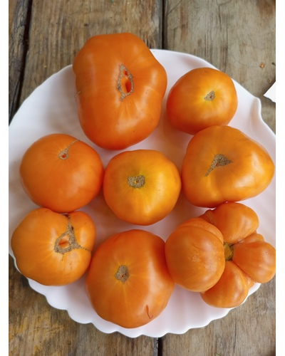 Томат Летний сидр (Summer Cider, США)