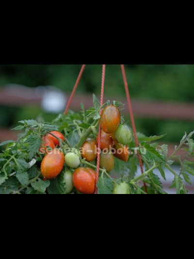 Томат Tumbling Tiger (Тамблинг Тайгер), 10 шт