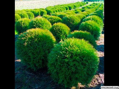 Туя Глобоза - Globosa