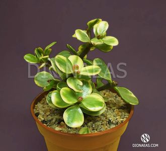 Портулакария Афра вариегата - Portulacaria Afra Variegata, Портулакария Африканская пестрая