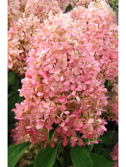 Гортензия метельчатая Magical Candle