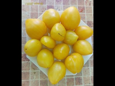 Томат гном Лимонный лед (Dwarf Lemon Ice, дварф Лемон айс) США