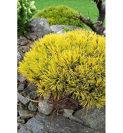 Сосна горная Winter Gold