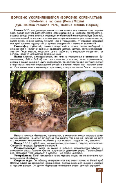Грибы знакомые и незнакомые