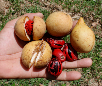 Мускатный орех (Myristica fragrans), плоды (30 мл) - 100% натуральное эфирное масло