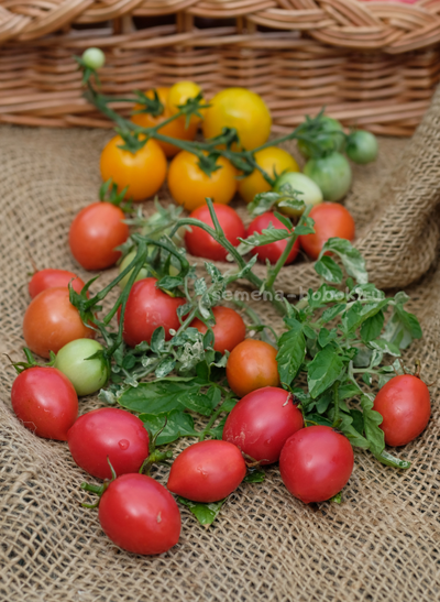 Томат Морозный водопад - Шимофури (Shimofuri), 10 шт