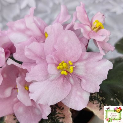 Rivermist Pearls (J. Baker) (10974) 04/13/2018