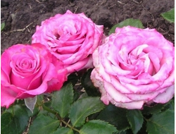 Дип Вотер(Deep Water),