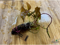 Нимфея Колорадо