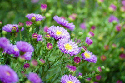 Набор молдов, вайнеров и каттеров "Астра"