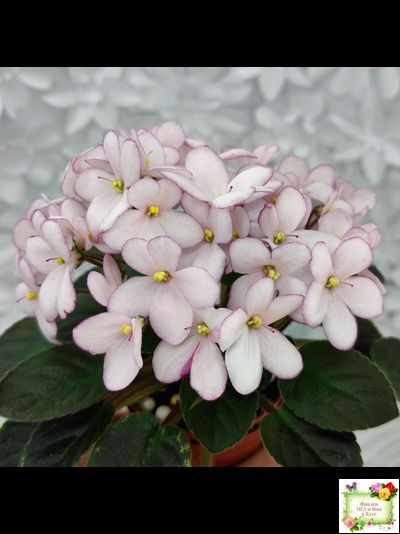 Н-Дюймовочка (Н. Бердникова)