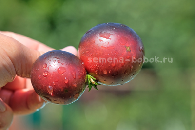 Томат Dwarf Gondwana Thunder (Гном Гондвана Гром), 10 шт