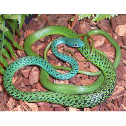 Африканский кустарниковый уж(Philothamnus punctatus)