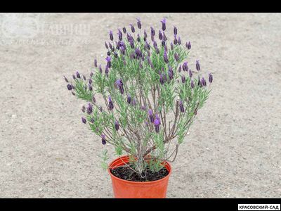 Лаванда Виктори - Victory