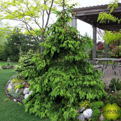 Ель Акрокона (Европейская) (красива и выделяет полезные фитонциды) (3 м)