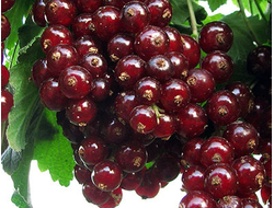 Смородина красная Тёмная Виксне, C3