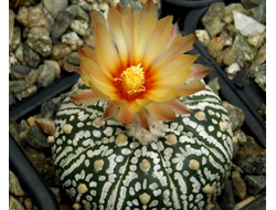 Astrophytum asterias Miracle Kabuto White - 5 семян