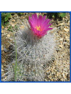 Mammillaria celsiana CH 614