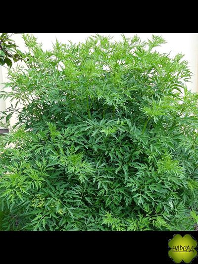 БУЗИНА ЧЕРНАЯ "ЛАЦИНИАТА" (ОЧЕНЬ КРАСИВА, ЯГОДЫ ЛЕЧЕБНЫЕ, ОТПУГИВАЕТ КРОТОВ И МЫШЕЙ, ХОРОШО СТРИЖЕТСЯ) (саженец 60-70 см)