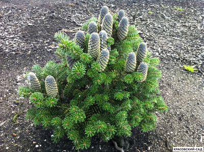 Пихта корейская - Abies koreana