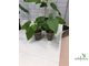 Ficus Palmeri (черенок укоренённый  ) / фикус Палмери