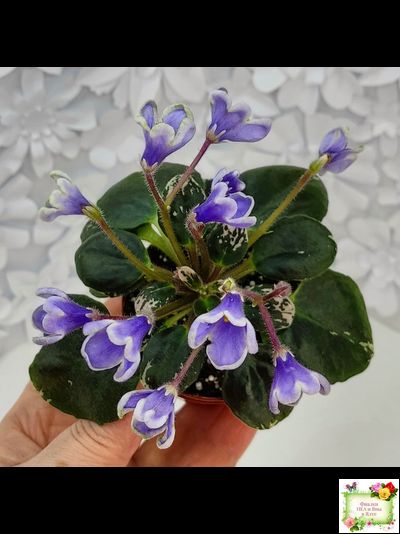 Н-Лесной Родник (Н. Бердникова) 2015 (детка-стартер)