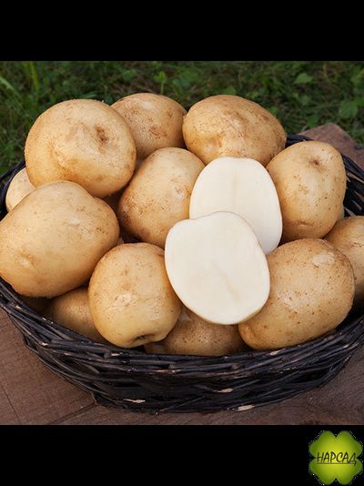 КАРТОФЕЛЬ СЕМЕННОЙ СУПЕР ЭЛИТА "ЛОРХ" (САМОЕ ВЫСОКОЕ СОДЕРЖАНИЕ КРАХМАЛА) 2 кг