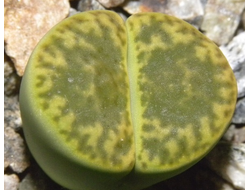 Lithops bromfieldii v.insularis ’Sulphurea’ C362  - 10 семян