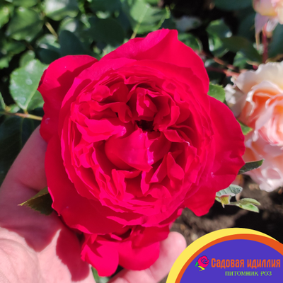 Цветелина Романтика (Ruban Rouge)