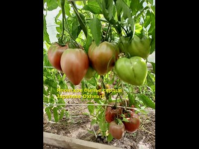 Томат Японское бычье сердце (Japanese Oxheart)