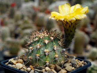 Acanthocalycium thionanthum TK 230 - 5 семян