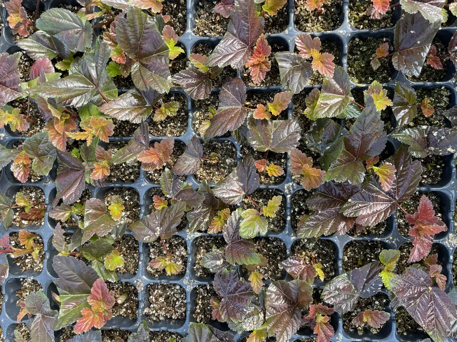 Черенки в кассете (пузереплодник)