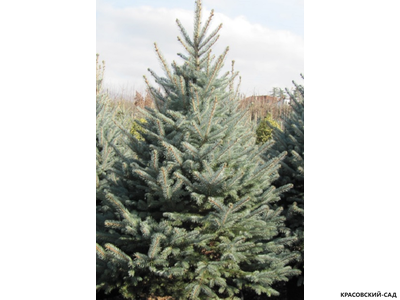 Ель Костер - Koster