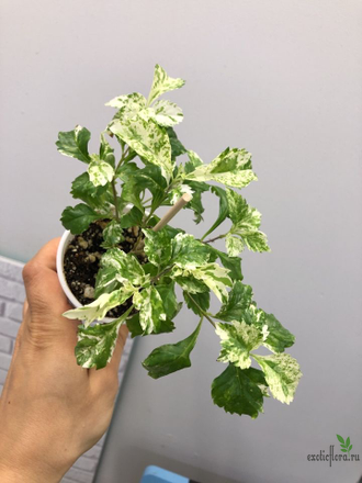 Дуранта Snow flurry