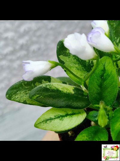 ГЕА-Я Подарю Вам Ландыши химера по листу трейлер