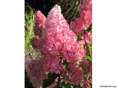 Гортензия метельчатая Ванила Фрайс  в Москве - Фото - Описание - выбрать Сорта - Красовский-Сад.рф