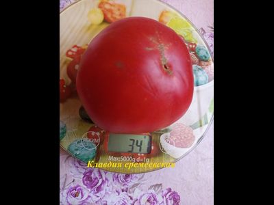 Томат Клавдия еремеевская