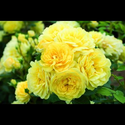 Анни Дюпрей (Anny Duperey)